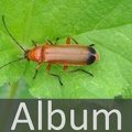 Album Weichkäfer <!--hidden-->